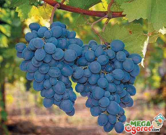 Выращивание винограда в теплице: посадка, уход, борьба с вредителями иболезнями